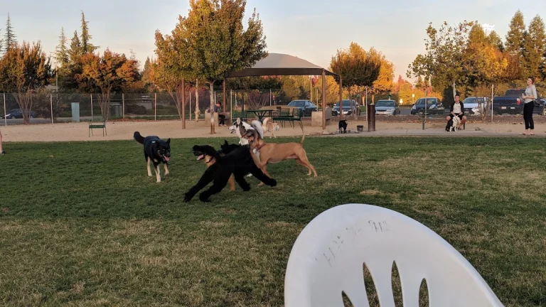 Bear Dog Park