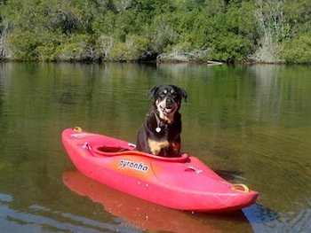 Dog in a kayak