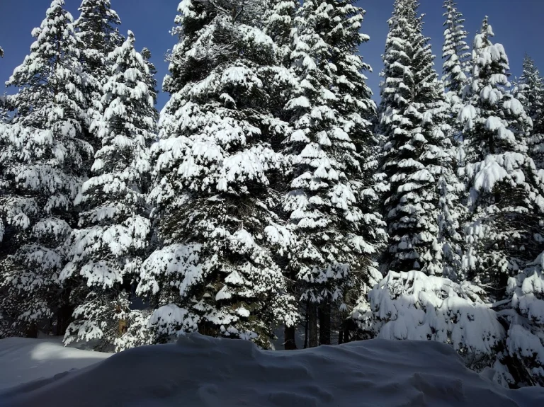 Bear Valley Vacation Rentals — dog-friendly vacation rentals in Bear Valley