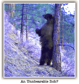 Bear in the Woods