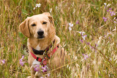 Dog in the flowers