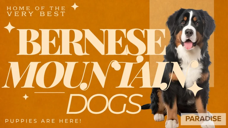 Bernese Mountain Dog club — Photo: Paradise Bernese Mountain Dogs via Google Maps