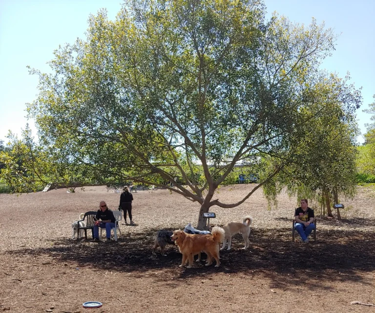 Best Friend Dog Park