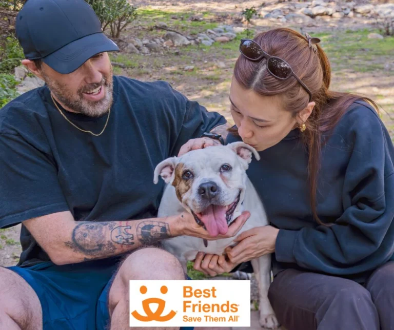 BFF Pet Rescue