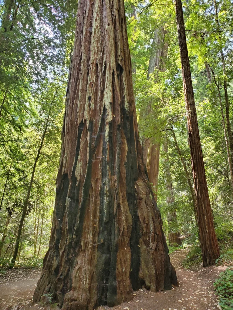 Big Basin Redwoods State Park, a dog-friendly campground in Boulder Creek, California