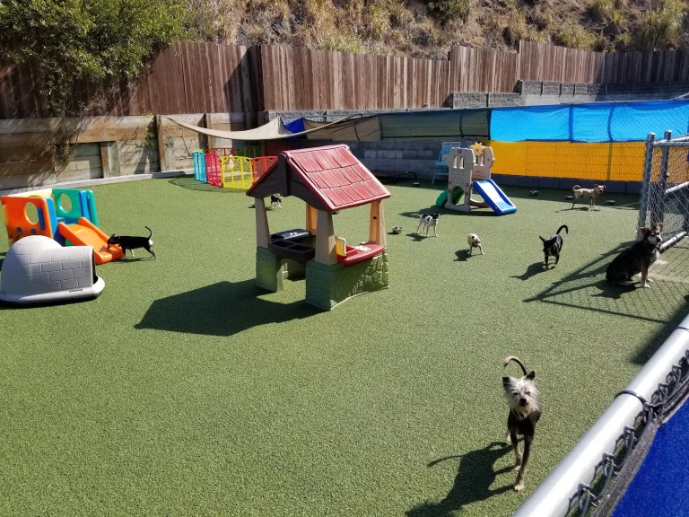 Big Dog Rescue – Penngrove