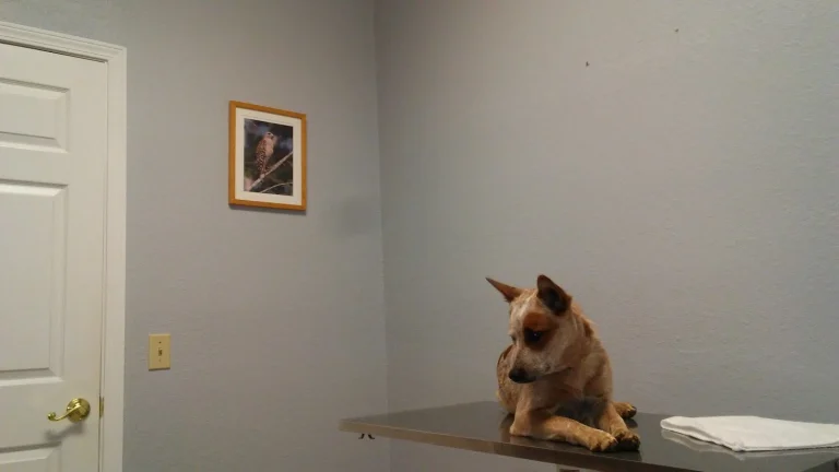 Blue Oak Veterinary Hospital Google Places photo