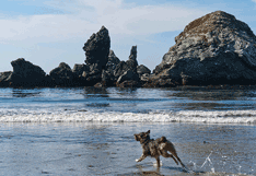 dog running on beach in big sur