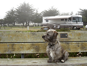 Dog on bench in Bodega Bay