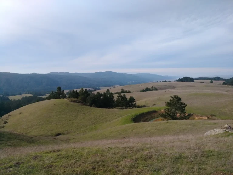 Bolinas Ridge Trail, a dog-friendly hiking trail in Olema, California