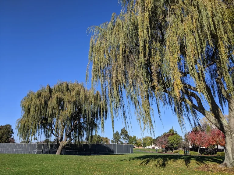 Boothbay Park, a dog-friendly park in Foster City, California