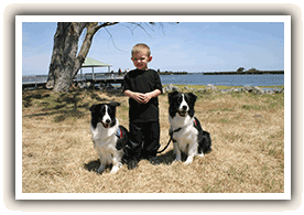 little boy with two dogs