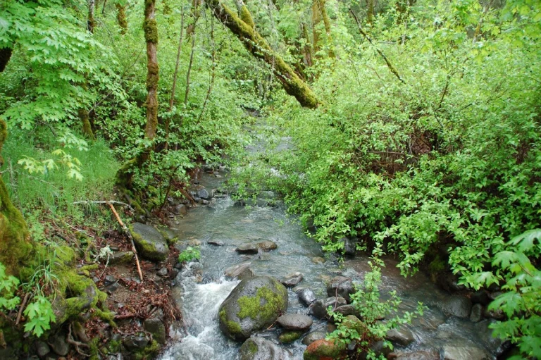 Bothe-Napa Valley State Park, a dog-friendly attraction in Calistoga, California