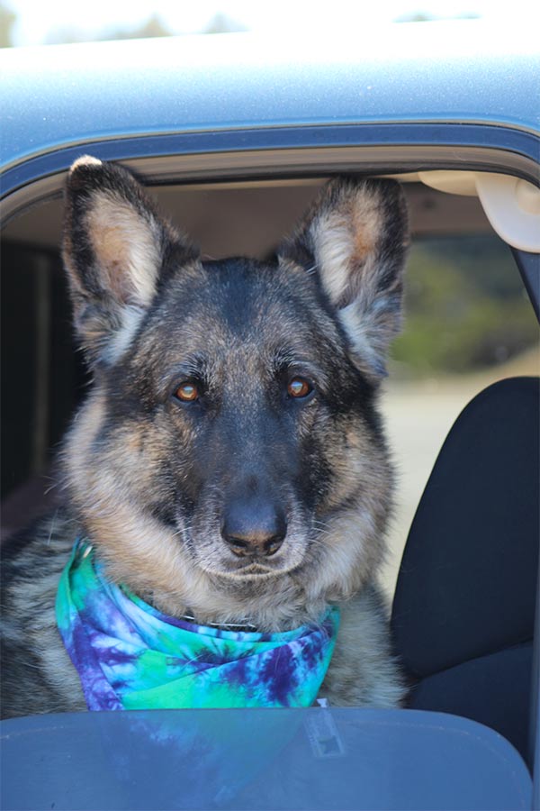 Brandy, Mendocino Coast Humane Society rescue dog