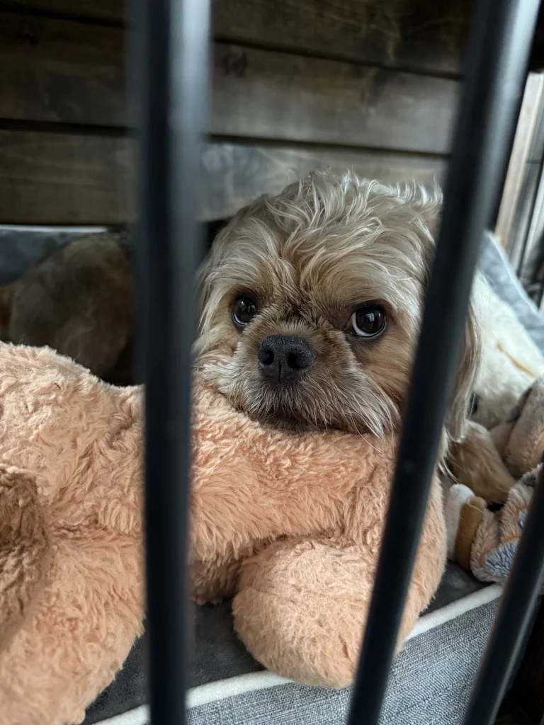 BrightCare Animal Neurology Google Places photo