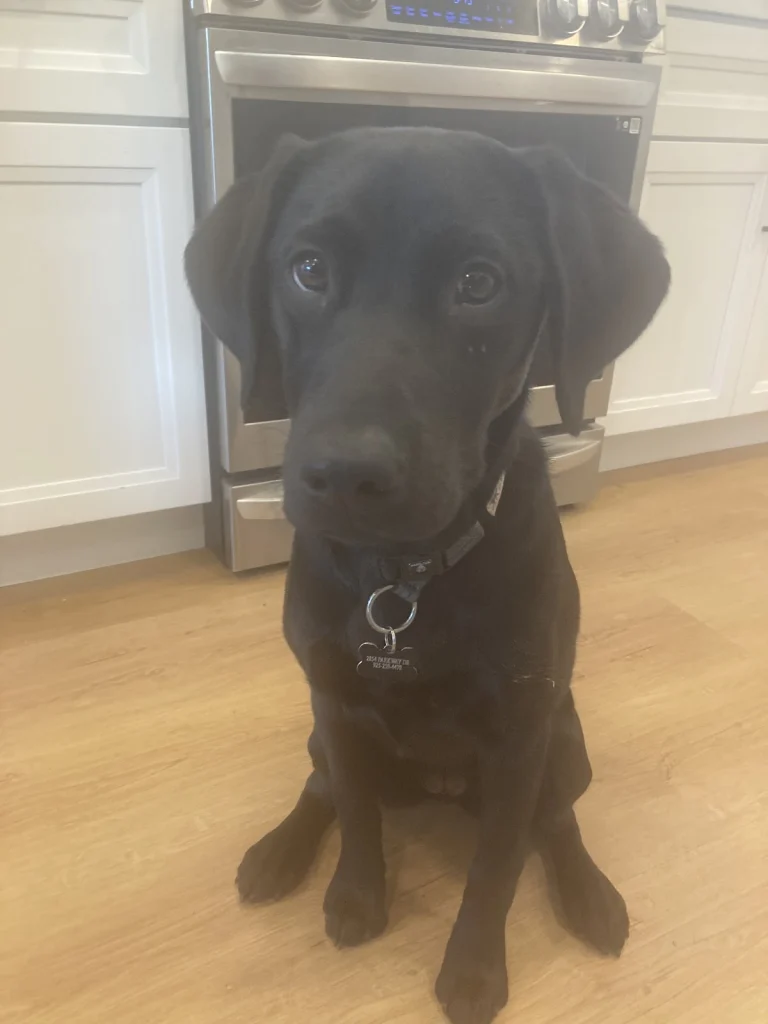 Bring Rover Over, a dog-friendly pet boarding facility in Martinez, California