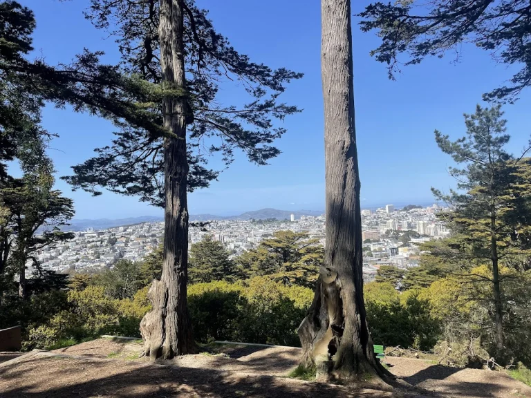 Buena Vista Park, a dog-friendly park in San Francisco, California