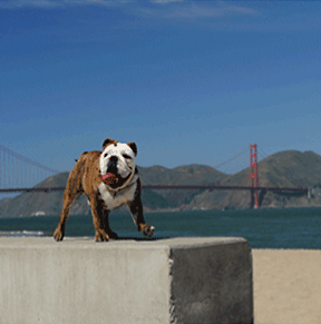 Bull Dog at Crissy Field San Francisco