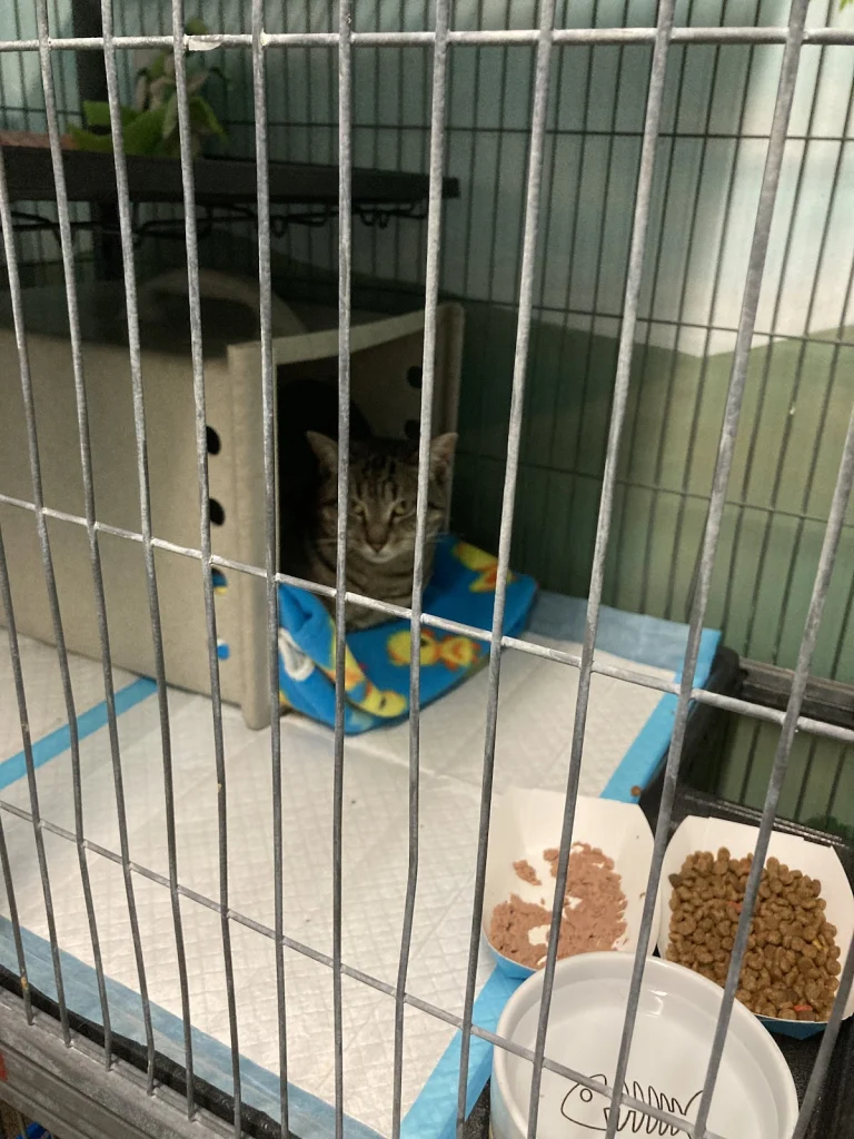 Burbank Animal Shelter, Burbank