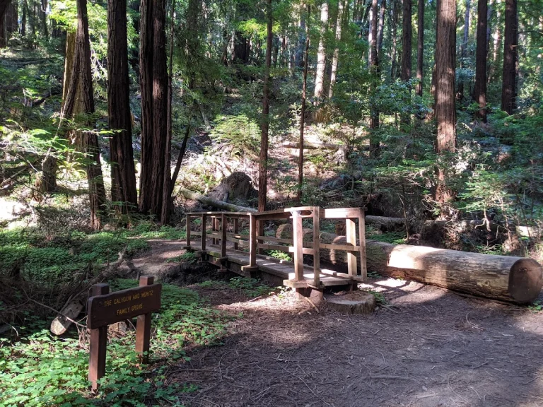 Butano State Park, a dog-friendly park in Pescadero, California