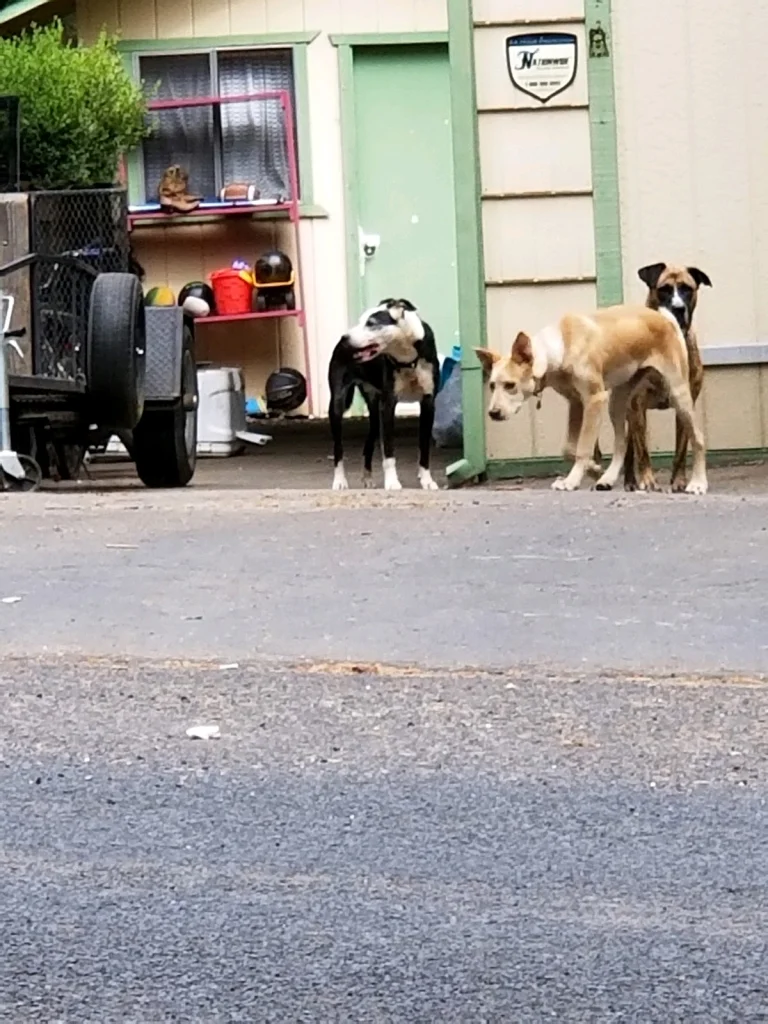 Butte County Animal Control, Oroville