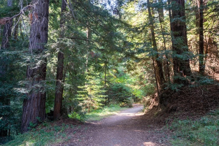 Byrne-Milliron Forest, Santa Cruz