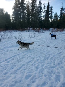 Calaveras Big Trees State Park, a dog-friendly park in Arnold, California