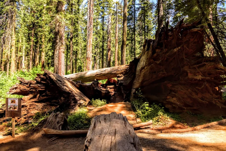 Calaveras Big Trees State Park