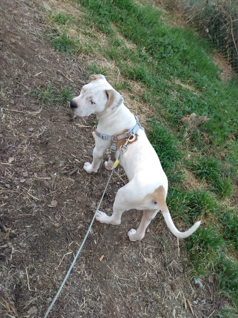 Calaveras Humane Society Google Places photo