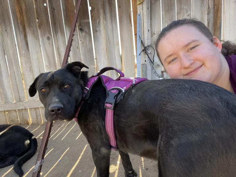 California City Animal Shelter Google Places photo