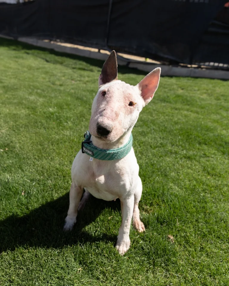California Paws Rescue