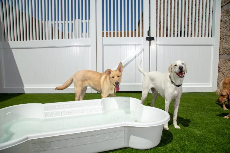 Camp Bow Wow Google Places photo