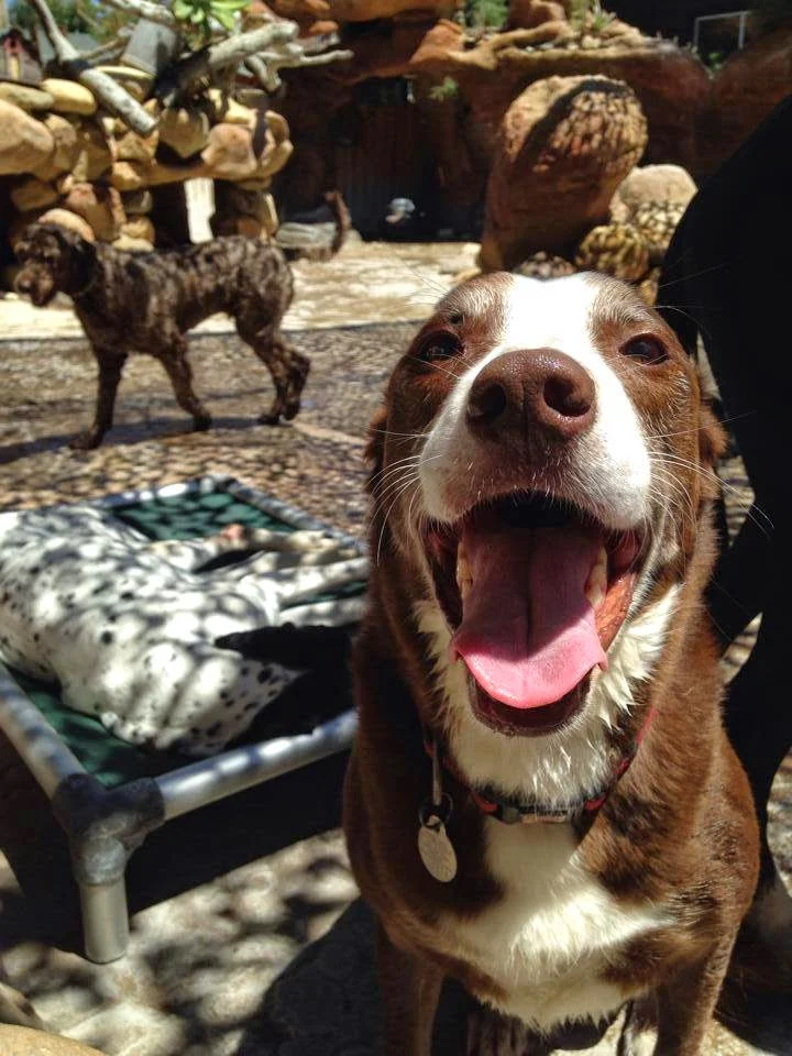 Camp Canine, Santa Barbara
