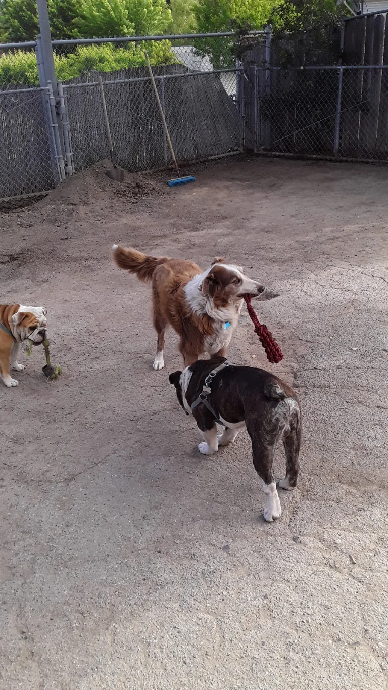 Camp Rawhide K9 Care, a dog-friendly pet boarding facility in Napa, California