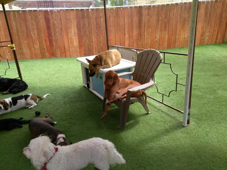 Camp Run-A-Mutt East County, a dog-friendly pet boarding facility in El Cajon, California