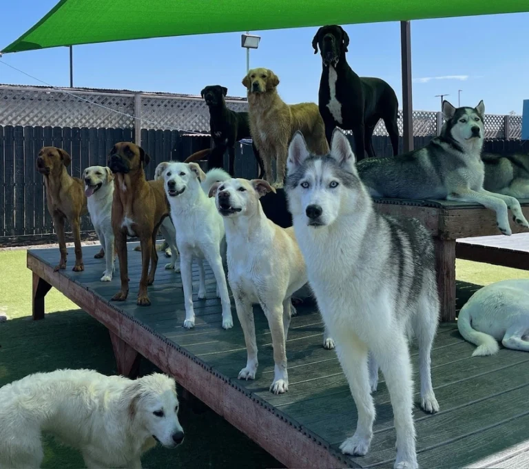 Camp Run-A-Mutt Kearney Mesa, a dog-friendly pet boarding facility in San Diego, California