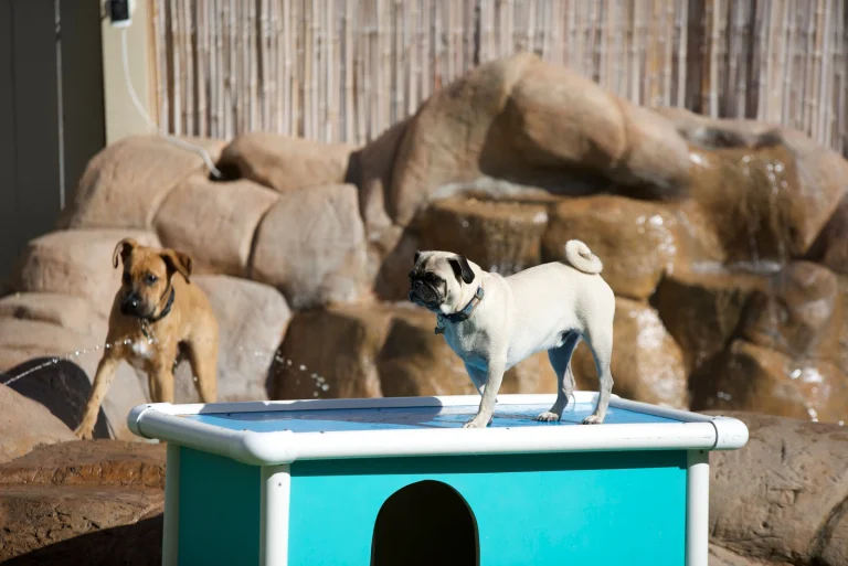 Camp Run A Mutt San Marcos Google Places photo