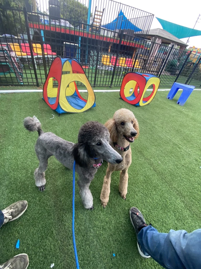 Camp Run-A-Mutt South Bay, a dog-friendly pet boarding facility in Gardena, California