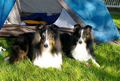 Dogs camping in Northern California