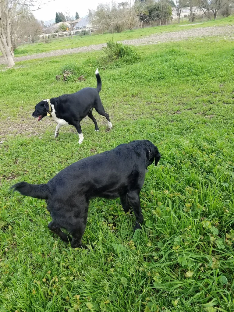 Canine Commons, a dog-friendly dog park in Napa, California