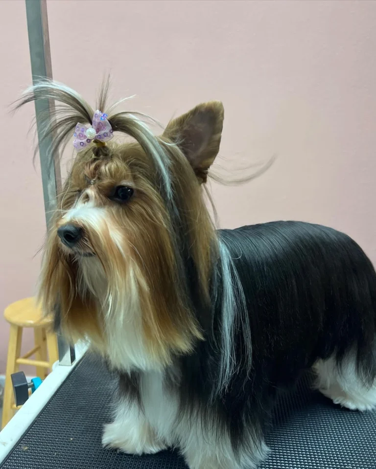 Canine Concepts, a dog-friendly dog grooming salon in Morgan Hill, California
