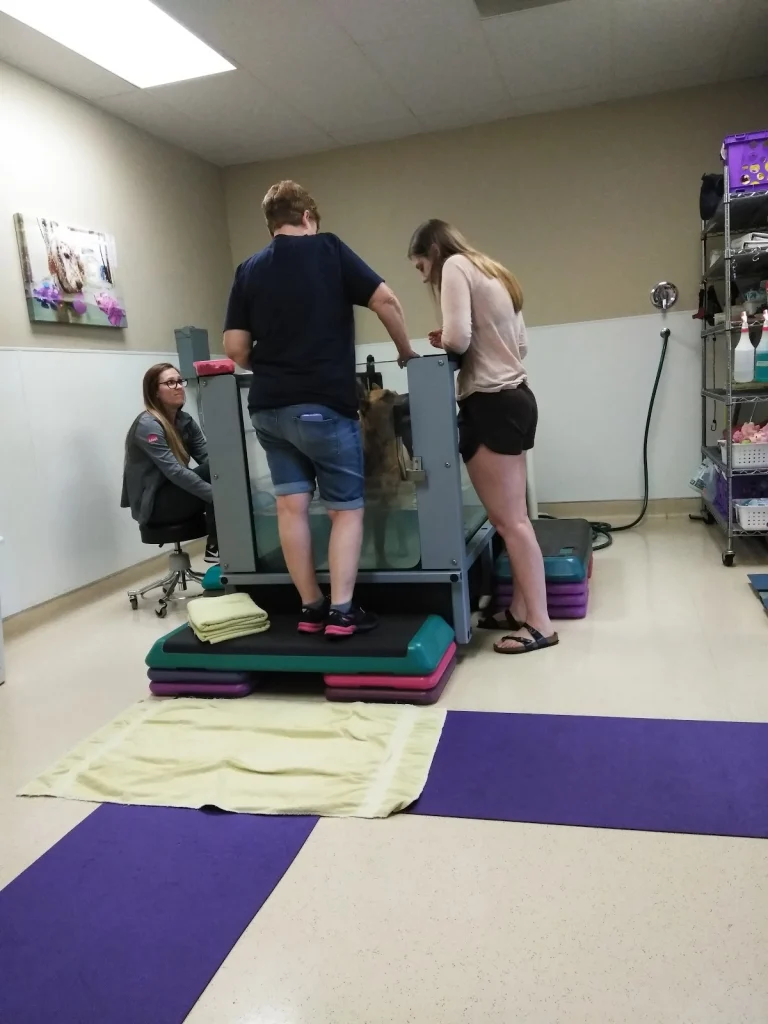 Canine Rehabilitation Center