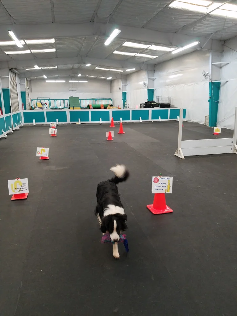 Canines On Main, a dog-friendly dog grooming salon in Placerville, California