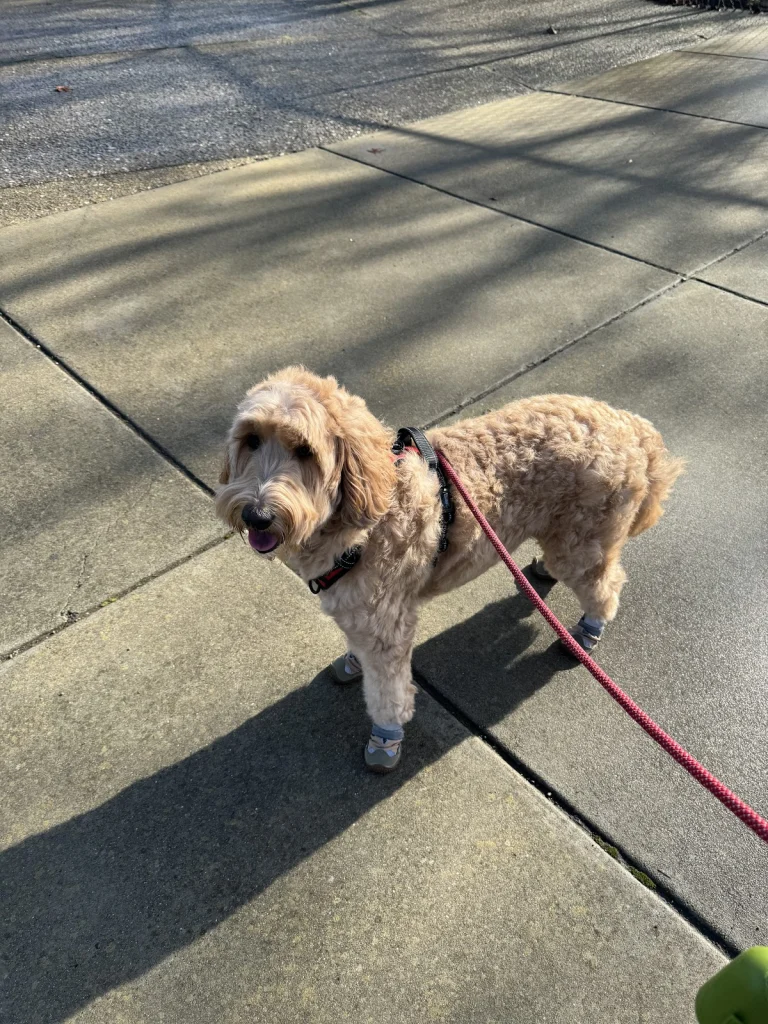 Canyonwyck Kennels