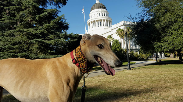 Dog visiting CA state capitol