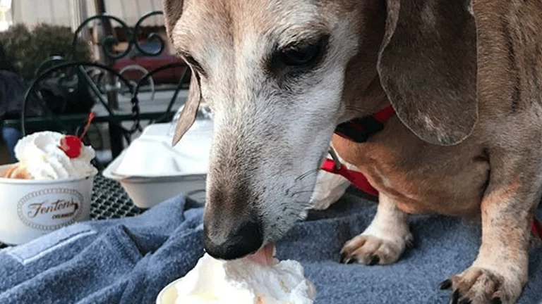 Fentons Creamery & Restaurant, a dog-friendly restaurant in Oakland, California