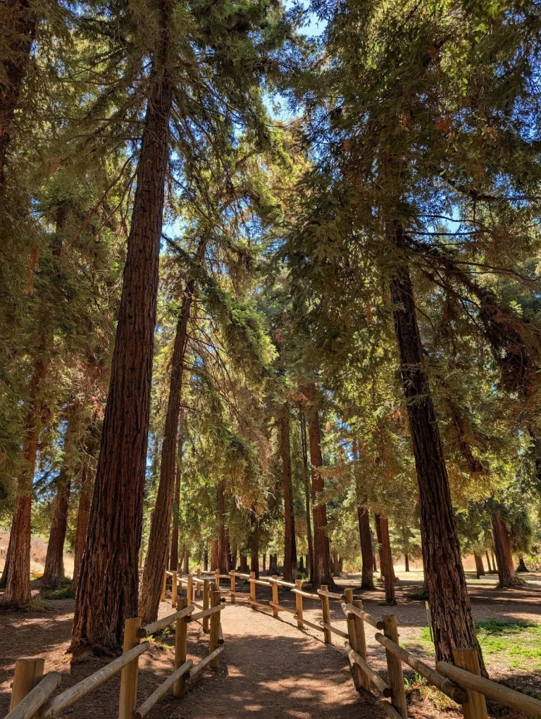 Carbon Canyon Regional Park, a dog-friendly park in Brea, California