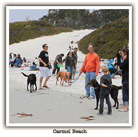 Dogs with their humans on the beach