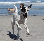 Carmel beach dog