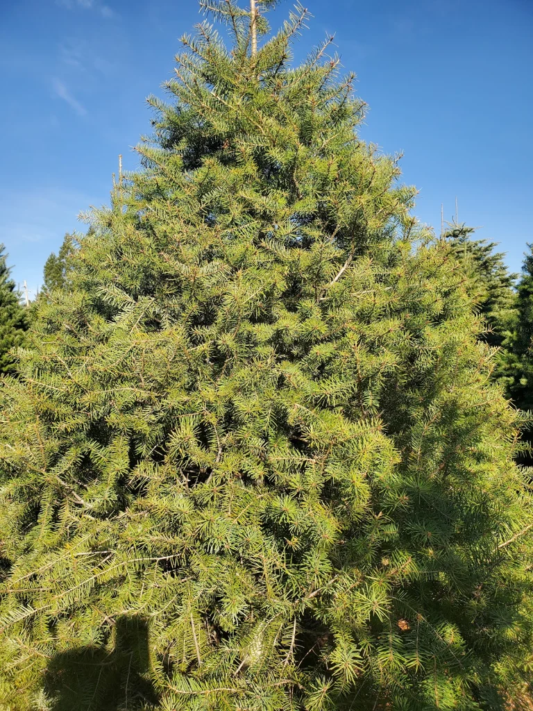 Carson Ridge Evergreens, a dog-friendly attraction in Placerville, California